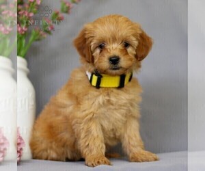 Irish Doodle Puppy for sale in NEWMANSTOWN, PA, USA