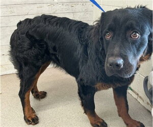 Rottweiler Dogs for adoption in San Bernardino, CA, USA