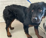JANICE - Female Rottweiler Dog for Adoption - Small photo