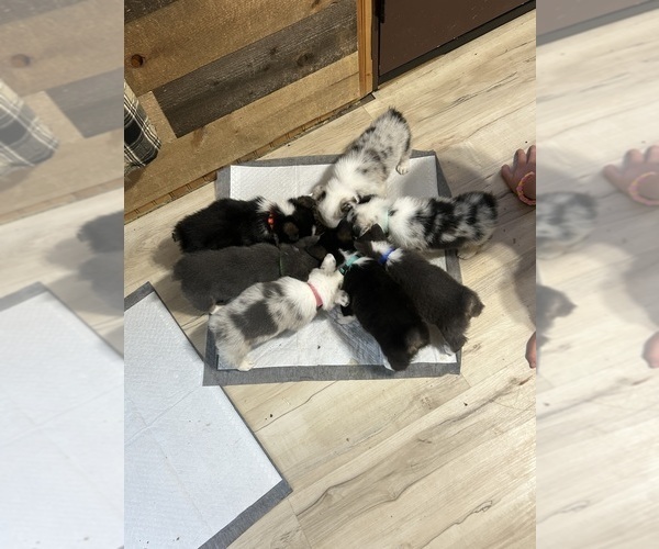 Medium Photo #1 Cardigan Welsh Corgi-Pembroke Welsh Corgi Mix Puppy For Sale in ALEXANDRIA, IN, USA