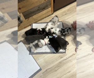 Cardigan Welsh Corgi-Pembroke Welsh Corgi Mix Puppy for sale in ALEXANDRIA, IN, USA