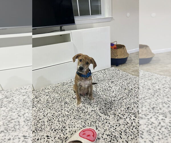 Medium Photo #9 Labrador Retriever-Plott Hound Mix Puppy For Sale in Brewster, NY, USA