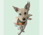 Small Chihuahua Mix