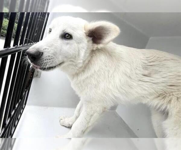 Medium Photo #1 Pyrenees Husky Puppy For Sale in Houston, TX, USA