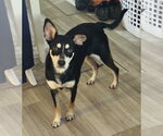 Small Photo #2 Siberian Husky-Unknown Mix Puppy For Sale in Miami, FL, USA