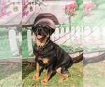 Small Photo #3 Rottweiler Puppy For Sale in Mooresville, NC, USA