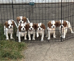 Cavalier King Charles Spaniel Litter for sale in GILMORE CITY, IA, USA