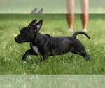 Small #2 Chiweenie