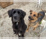 Small #5 German Shepherd Dog Mix
