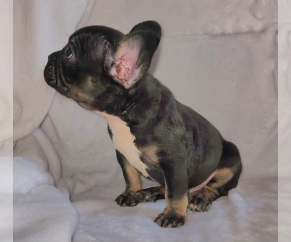 Medium Photo #11 French Bulldog Puppy For Sale in SANTA ANA, CA, USA