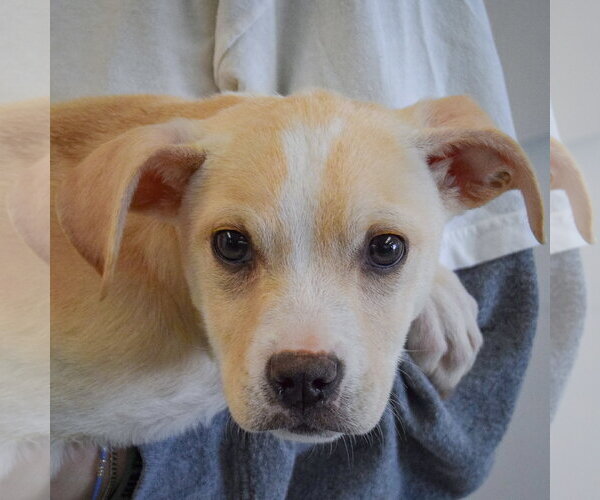 Medium Photo #5 Great Dane-Labrador Retriever Mix Puppy For Sale in Huntley, IL, USA