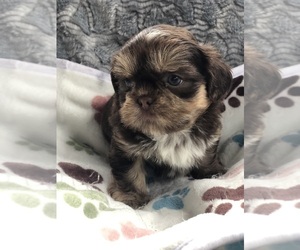 Shih Tzu Puppy for sale in MILTON, FL, USA