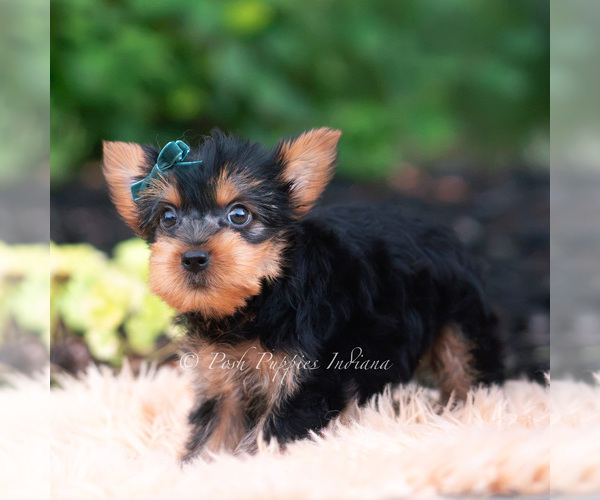 Medium Photo #91 Yorkshire Terrier Puppy For Sale in WARSAW, IN, USA