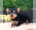 Small Photo #91 Yorkshire Terrier Puppy For Sale in WARSAW, IN, USA