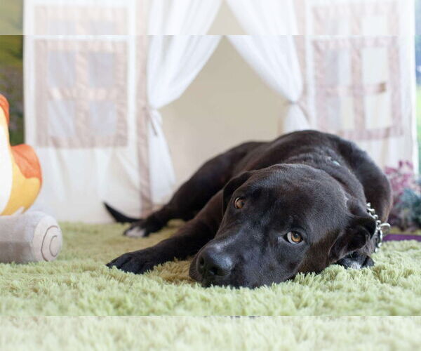 Medium Photo #10 Labrador Retriever-Unknown Mix Puppy For Sale in San Diego, CA, USA