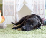 Small #9 Labrador Retriever Mix