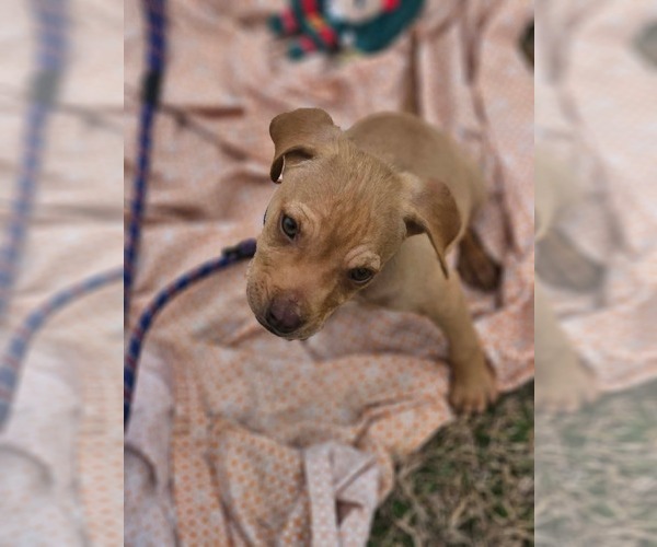 Medium Photo #4 Boston Huahua Puppy For Sale in Wakefield, RI, USA