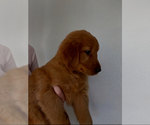 Small Photo #6 Golden Retriever Puppy For Sale in DAVENPORT, FL, USA