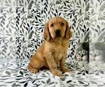 Small #3 Golden Retriever