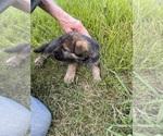 Small Photo #16 German Shepherd Dog Puppy For Sale in SENECA, SC, USA