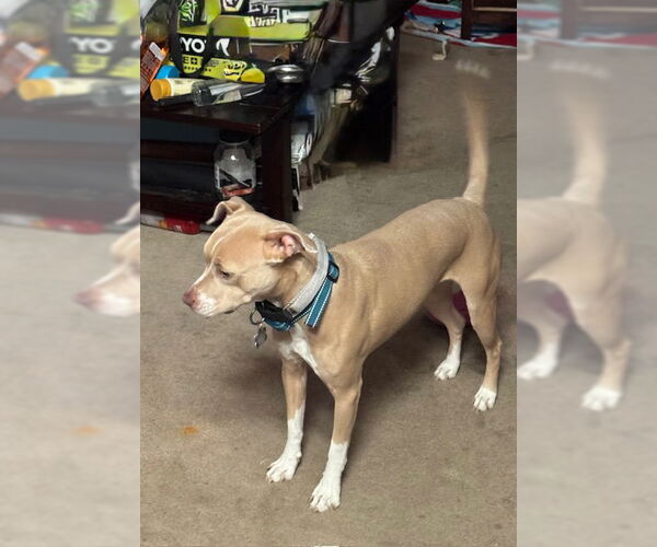 Medium Photo #1 American Pit Bull Terrier-Unknown Mix Puppy For Sale in Chandler, AZ, USA