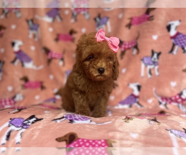 Medium Photo #3 Cavapoo Puppy For Sale in LAKELAND, FL, USA