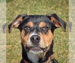Small #4 Mountain Cur-Rottweiler Mix