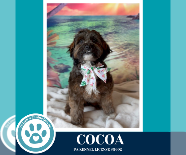 Medium Photo #13 Shih Tzu-Unknown Mix Puppy For Sale in Kimberton, PA, USA