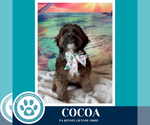 Small #12 Shih Tzu Mix