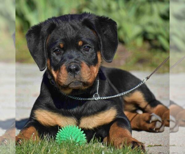 Medium Photo #1 Rottweiler Puppy For Sale in DANVILLE, PA, USA