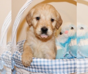 Goldendoodle Puppy for sale in BRIGHTON, MO, USA