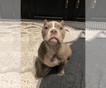Small Photo #2 American Bully Puppy For Sale in MONROE, MI, USA