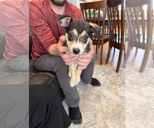 Australian Terrier-German Shepherd Dog Mix Dogs for adoption in Duluth, MN, USA