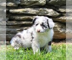 Small #1 Australian Shepherd