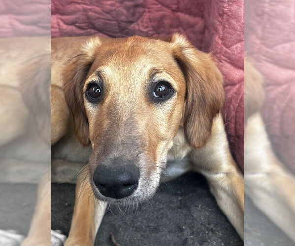Medium Photo #2 Greyhound-Unknown Mix Puppy For Sale in Laramie, WY, USA