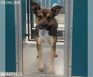 Mutt Dogs for adoption in Oklahoma City, OK, USA
