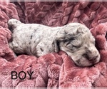 Puppy 4 Goldendoodle