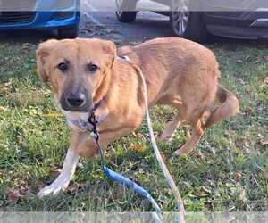 Paisley - Female Great Pyrenees-Unknown Mix Dog for Adoption - Photo #4