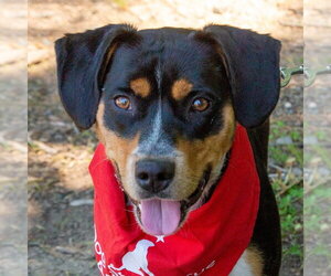 Roy - Male Mutt Dog for Adoption - Photo #9