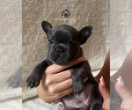 Image preview for Ad Listing. Nickname: Bella