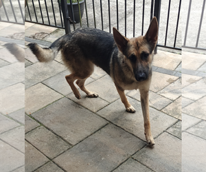 German Shepherd Dog Dogs for adoption in Kankakee, IL, USA