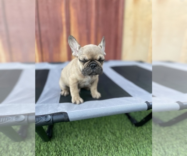 Full screen Photo #16 French Bulldog Puppy For Sale in OCEANSIDE, CA, USA