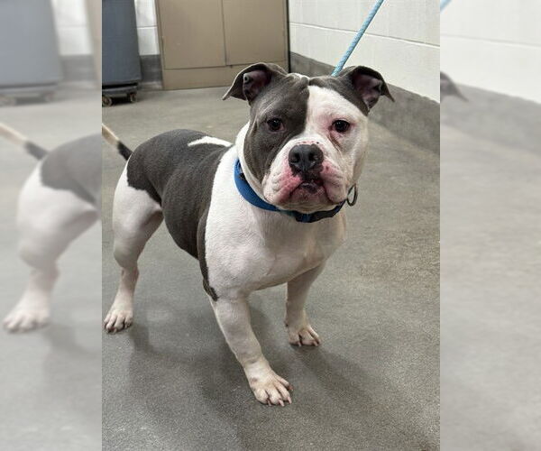 Medium Photo #1 Mutt Puppy For Sale in Forestville, MD, USA