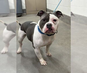 Mutt Dogs for adoption in Forestville, MD, USA