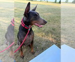 Small #6 Doberman Pinscher