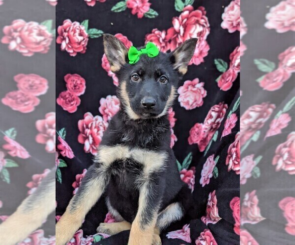 Medium Photo #3 German Shepherd Dog Puppy For Sale in NEW PROVIDENCE, PA, USA