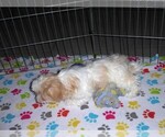 Small #2 Shih Tzu
