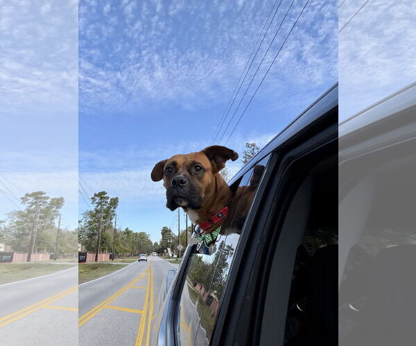 Medium Photo #8 Boxer Puppy For Sale in  Katy, TX, USA