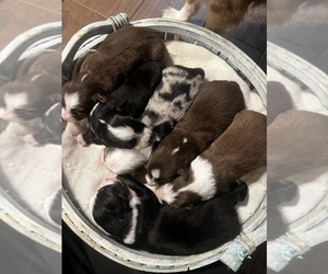Miniature Australian Shepherd Litter for sale in TAYLORSVILLE, MS, USA