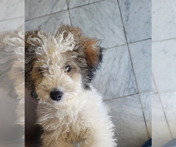 Medium Photo #1 Goldendoodle mix (+ Poodle Miniature) Puppy For Sale in CHICAGO, IL, USA